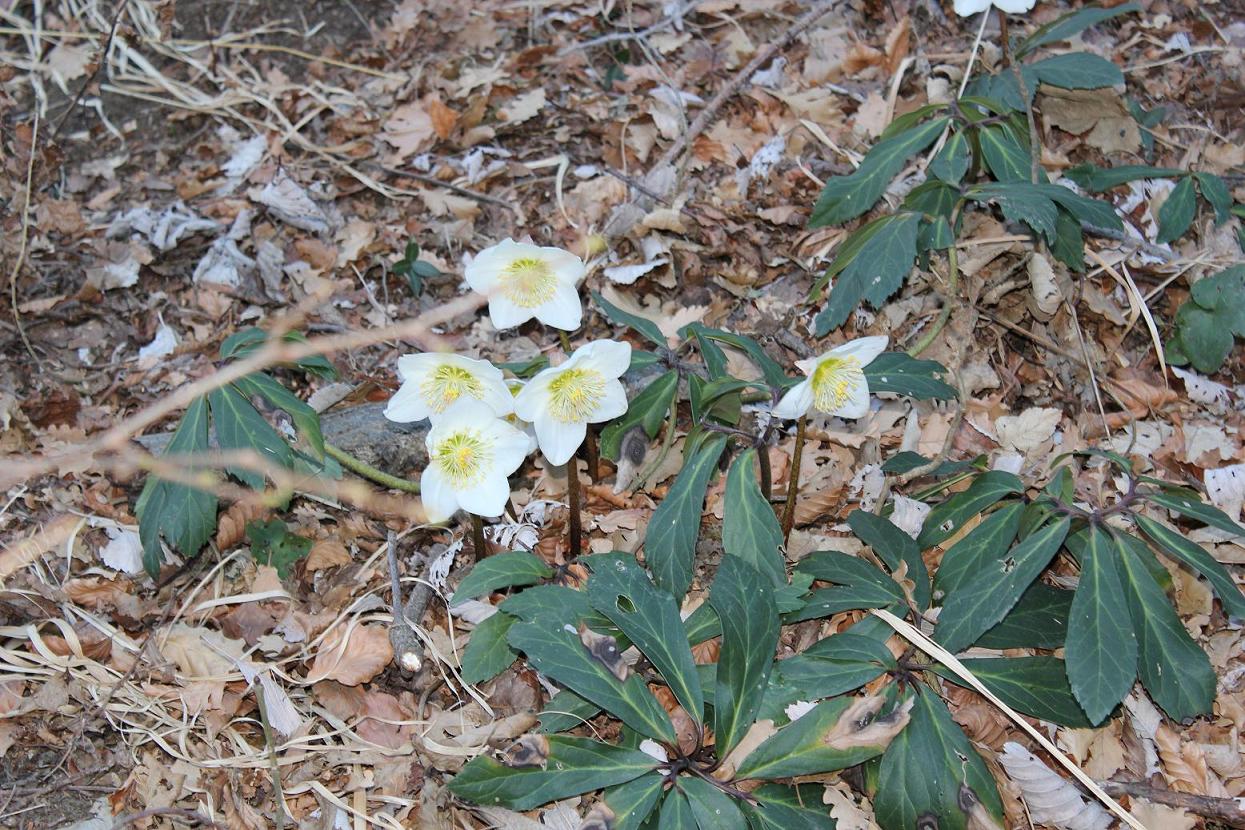 Primula vulgaris e Helleborus niger